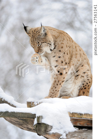 Lynx in winter 27563141