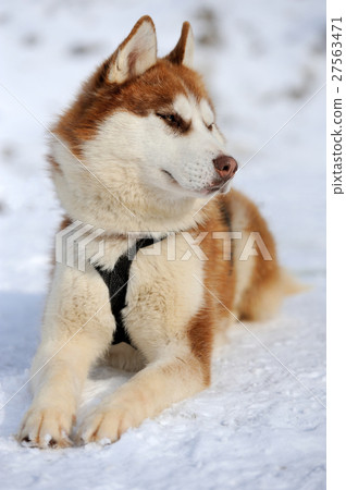 Siberian husky dog winter portrait 27563471