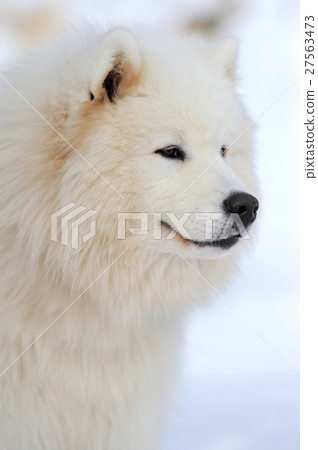 Siberian husky dog portrait Siberian husky dog portrait 27563473