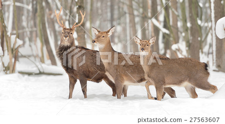 Deer Deer 27563607