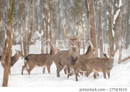 Deer Deer 27563610