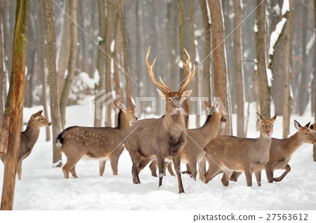 Deer Deer 27563612