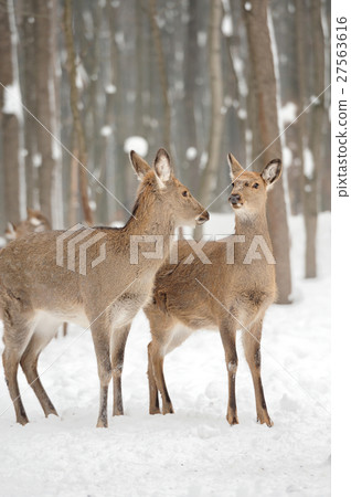 Deer Deer 27563616