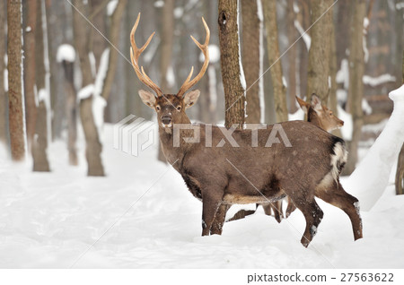 Deer Deer 27563622