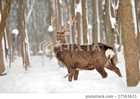 Deer Deer 27563623