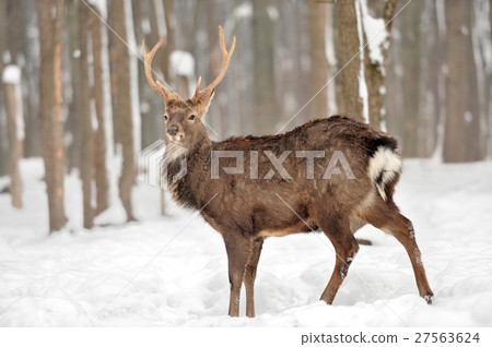 Deer Deer 27563624