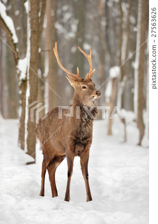 Deer Deer 27563626