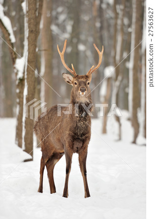 Deer Deer 27563627
