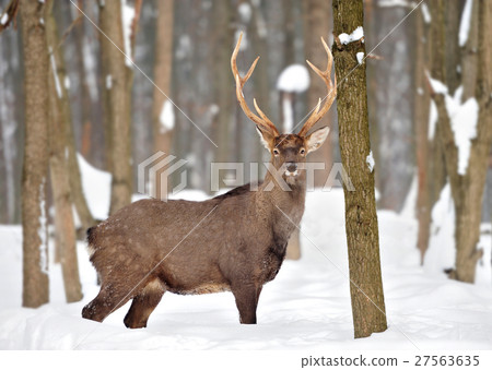 Deer Deer 27563635