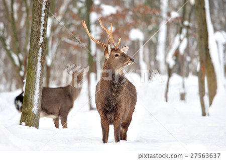 Deer Deer 27563637