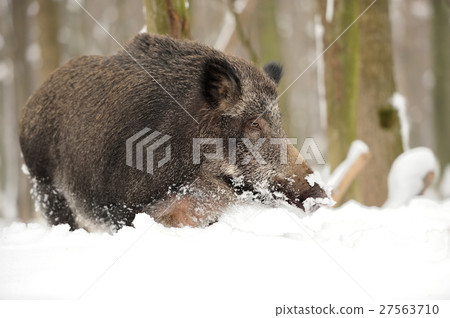 Wild boar Wild boar 27563710