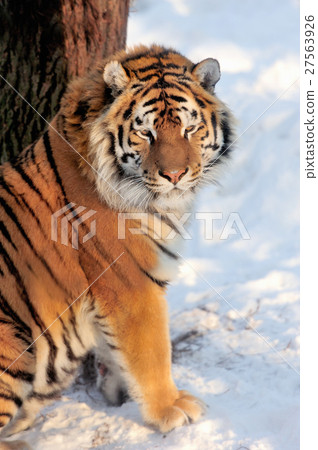 Tiger Tiger 27563926
