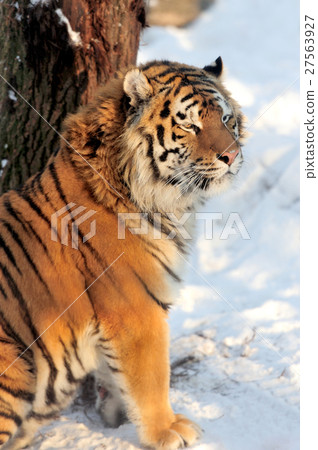 Tiger Tiger 27563927