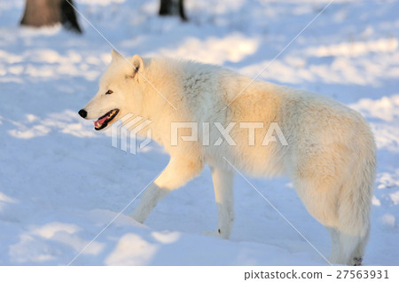 Wolf Wolf 27563931