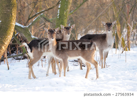 Young deer Young deer 27563934