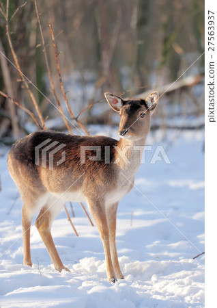 Young deer Young deer 27563937