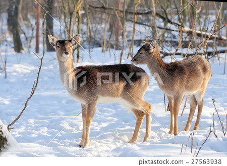 Deer Deer 27563938