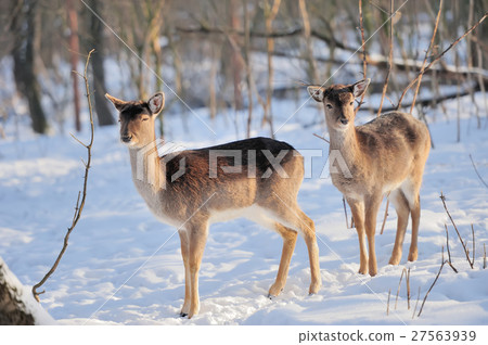 Young deer Young deer 27563939