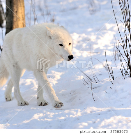 Wolf Wolf 27563973