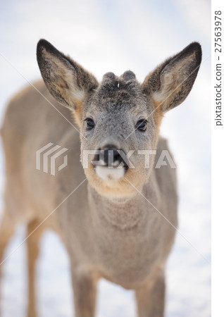 Young deer Young deer 27563978