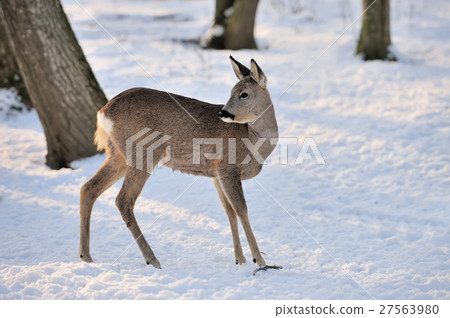 Deer Deer 27563980