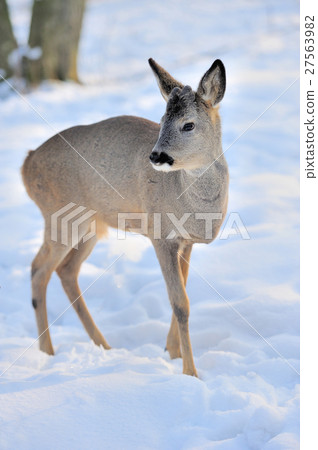 Deer 27563982