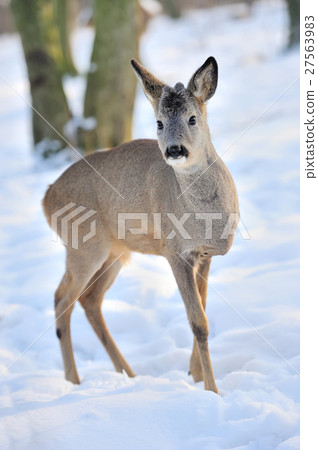 Young deer Young deer 27563983