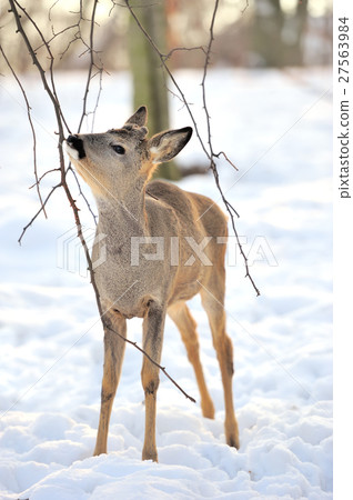 Young deer Young deer 27563984