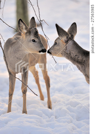 Deer Deer 27563985