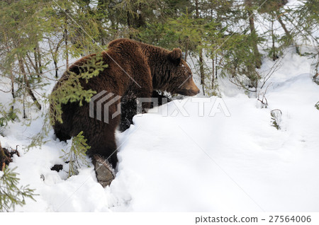 Bear in winter forest 27564006