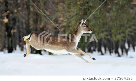 Fallow deer Fallow deer 27564183