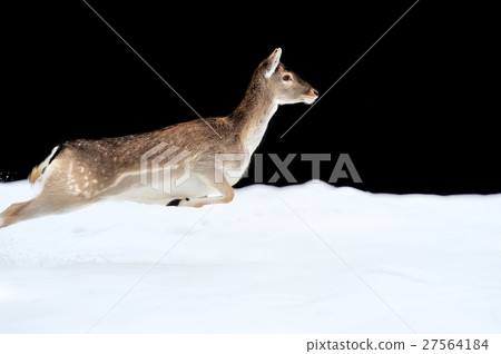 Fallow deer Fallow deer 27564184