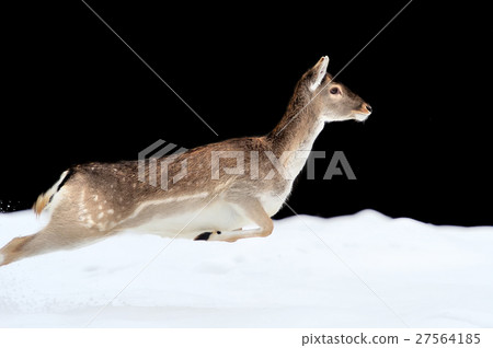 Fallow deer Fallow deer 27564185