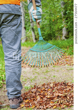 Man with rake near to the fall leaves in park  27564477