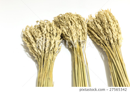 paddy rice 27565342
