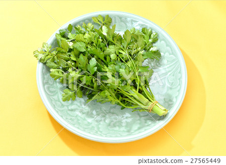 Thai food ingredient herb "Pakuchi (Kana)". Shizuoka Prefecture. 27565449