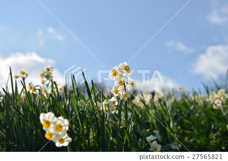 Daffodil of Iyo City, with sunshine Daffodil of Iyo City, with sunshine 27565821