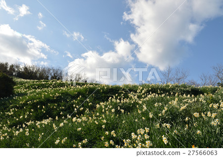 Daffodil of Iyo City, with sunshine 27566063