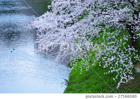 Cherry Blossoms Cherry Blossoms 27566080