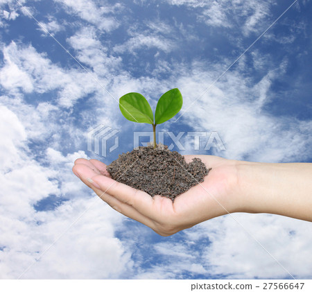 Soil in a Woman hand and treetop on soil. 27566647