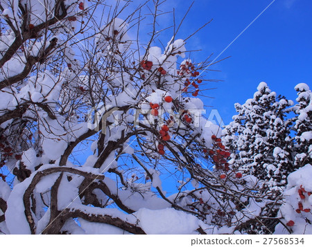 柿子雪 27568534