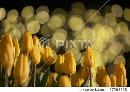 Yellow Night Flower Field 27568568