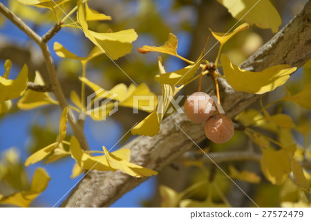 Ginkgo noodles (Chichibu Muse Park / Chichibu city, Saitama Prefecture) Ginkgo noodles (Chichibu Muse Park / Chichibu city, Saitama Prefecture) 27572479