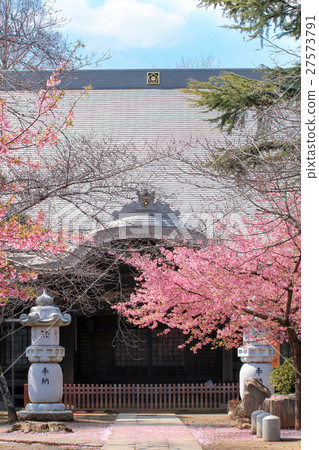 Cherry tree in full bloom  27573791