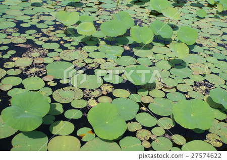荷花,荷葉,荷花葉子,水生植物 荷花,荷葉,荷花葉子,水生植物 27574622