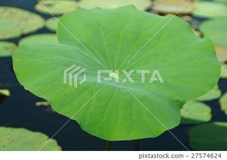 荷葉（蓮花葉） 27574624