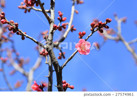 梅花朝日牡丹冬花 27574961