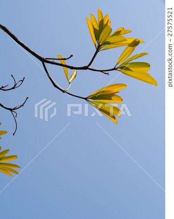 Dita, Shaitan wood, Devil Tree, Alstonia scholaris 27575521