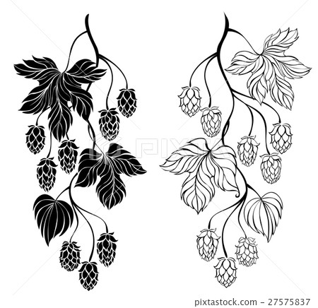 Two contour branches hop 27575837