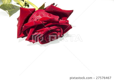 red rose isolated on white background 27576467